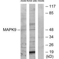 Anti-MAPK9