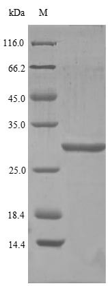 Pro-glucagon (GCG), partial, human, recombinant