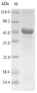 Tryptase (Tpsab1), rat, recombinant