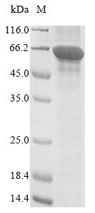 Acetyl-CoA carboxylase (ACC1), partial, Saccharomyces cerevisiae, recombinant