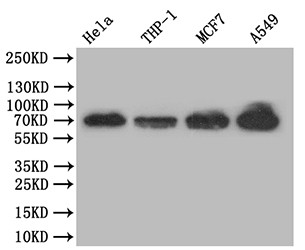 Anti-RELA Recombinant Monoclonal, clone 38F2