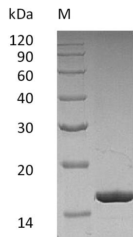 Granulocyte colony-stimulating factor (CSF3), partial (Active), human, recombinant