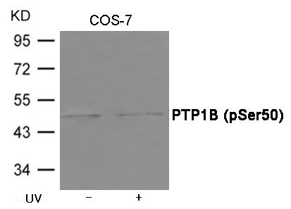 Anti-Phospho-PTPN1 (Ser50)