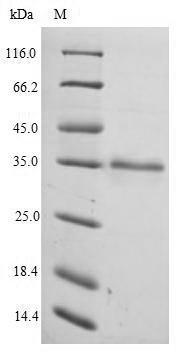 Elongation factor 1-delta (EEF1D), human, recombinant