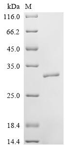 Neutrophil elastase (ELANE), recombinant human