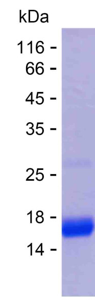 SOX2 (human), recombinant protein