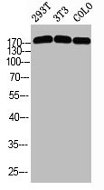 Anti-Phospho-TOP2A (S1525)