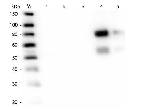 Anti-Rat IgM (Mu Chain) [Rabbit] Biotin conjugated