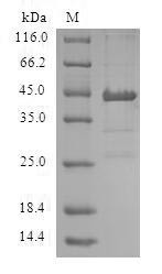 Low molecular weight phosphotyrosine protein phosphatase (ACP1), human, recombinant