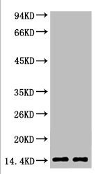 Anti-Mono-Methyl-Histone H3(K79) Monoclonal