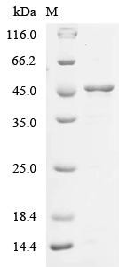 Carcinoembryonic antigen-related cell adhesion molecule 1 (CEACAM1), partial, human, recombinant