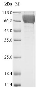 Heat-stable enterotoxin receptor (Gucy2c), partial, rat, recombinant