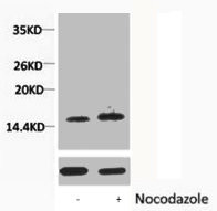 Anti-Phospho-Histone H1 (Thr3)