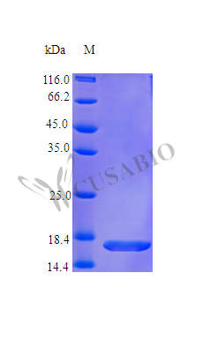 Fms-related tyrosine kinase 3 ligand protein (FLT3LG), partial (Active), human, recombinant