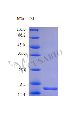 Leptin protein (LEP) (Active), human, recombinant