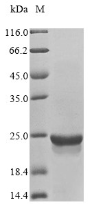 Serine/threonine-protein kinase mTOR (MTOR), partial, human, recombinant