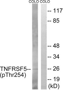 Anti-Phospho-CD40 (Thr254)