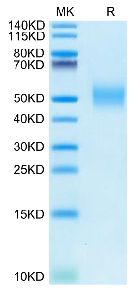 Rhesus macaque CD155/PVR Protein