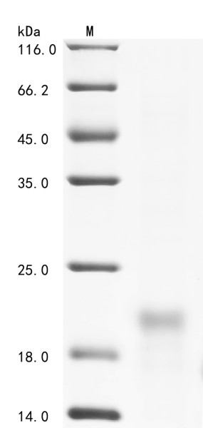 Interleukin-33 (IL33), partial, dog, recombinant