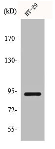 Anti-CTNNB1