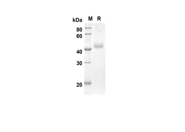 DCN Protein (His Tag) (recombinant mouse)