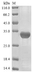 Integrin beta-1 (ITGB1), partial, swine, recombinant