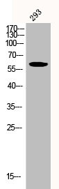 Anti-Phospho-AKT1 (Y326)