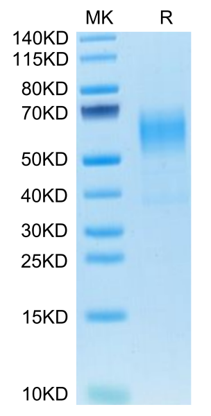 Mouse CD19 Protein