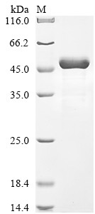 Intermediate capsid protein VP6, Rotavirus A, recombinant