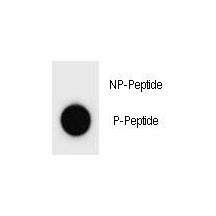 Anti-phospho-p27Kip1 (Thr170)