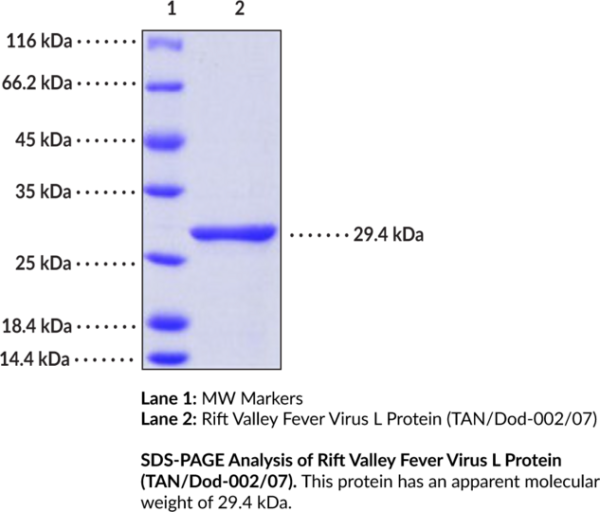 Rift Valley Fever Virus L Protein (TAN/Dod-002/07) (recombinant)