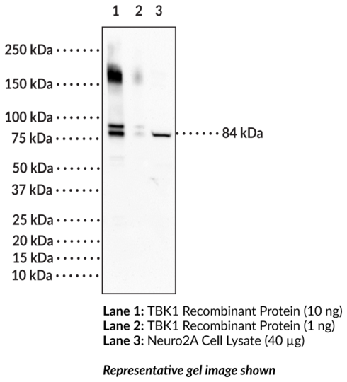 Anti-TBK1 (Clone 4E6)