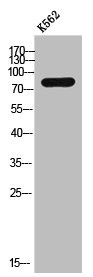 Anti-ZNF420