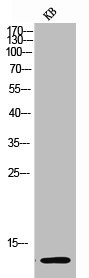 Anti-Acetyl-Histone H4 (K12)