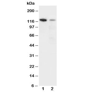 Anti-Integrin alpha 3