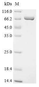 Apoptosis-associated speck-like protein containing a CARD(PYCARD), Biotinylated, human, recombinant