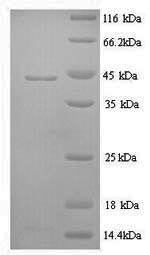 Interleukin-6 (IL6), sheep, recombinant