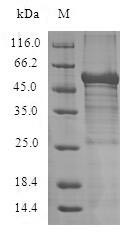 Adiponectin receptor protein 1 (ADIPOR1), human, recombinant