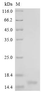 Cystatin-C (CST3), bovine, recombinant