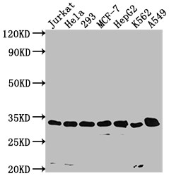 Anti-CDK4 Recombinant Monoclonal, clone 8H4