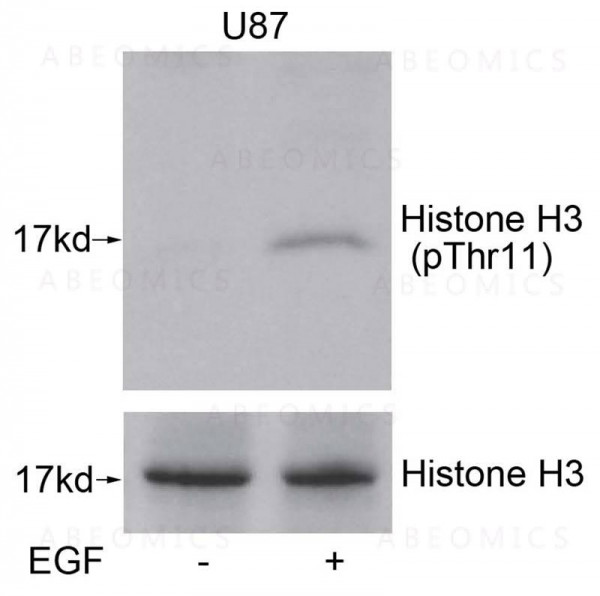 Anti-phospho-Histone H3 (Thr11)