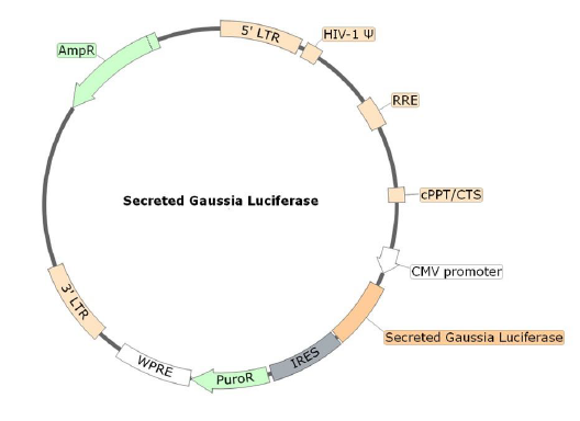 Secreted Gaussia Luciferase Lentivirus EF1a Promoter