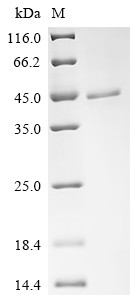 Lactotransferrin (LTF), human, recombinant