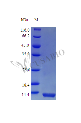 Interleukin-13 protein (IL13) (Active), Rhesus Macaque, recombinant