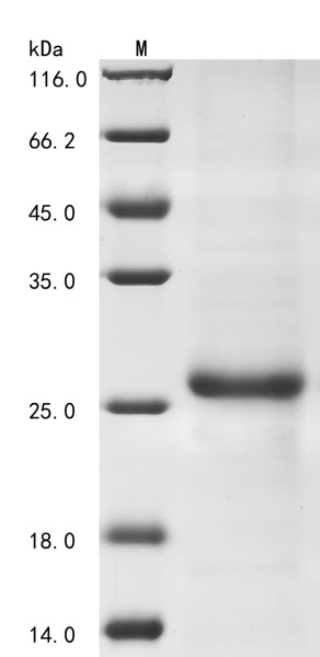 Interleukin-33 (IL33), partial, dog, recombinant