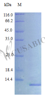 C-X-C motif chemokine 10 protein (Cxcl10) (Active), rat, recombinant