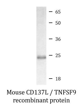 Mouse CD137L / TNFSF9 recombinant protein (Active)