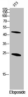 Anti-Cleaved-CASP1 (D210)