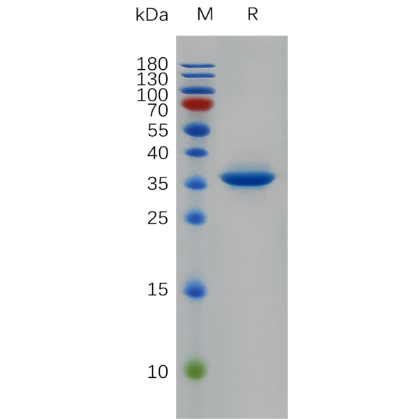 Human EGF Protein, hFc Tag