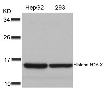 Anti-Histone H2A.X (Ab-139)